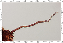 Genea hispidula